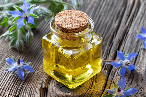 A bottle of borage oil with fresh blooming plant