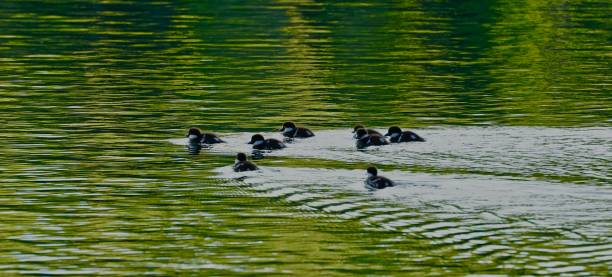 Mt. Adams Goldeneye Ducklings