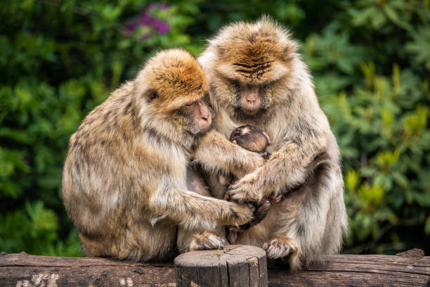 istock sweet monkey family 1159469153