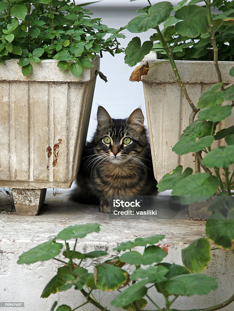 Gato escondida entre pots - Royalty-free Animal Foto de stock