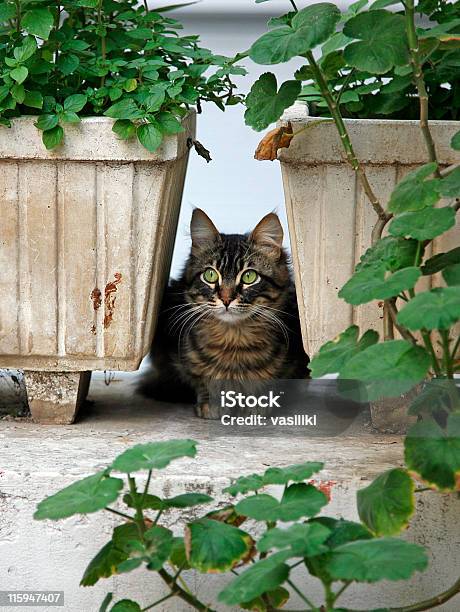 Gato Escondida Entre Pots - Fotografias de stock e mais imagens de Animal - Animal, Animal Doméstico, Animal de Estimação