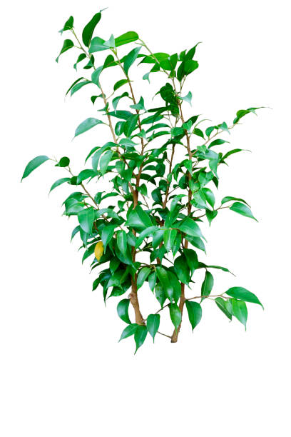 istock Decorative Ficus Benjamina tree isolated on white background 1159474681
