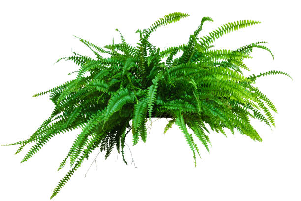 a large potted plant. Fern isolated on white background a large potted plant. Fern isolated on white background fern photos stock pictures, royalty-free photos & images