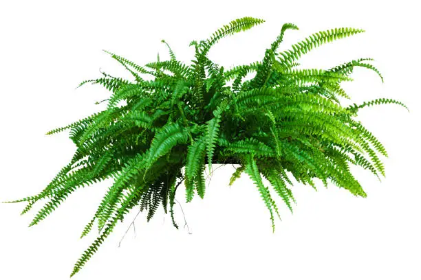 Photo of a large potted plant. Fern isolated on white background