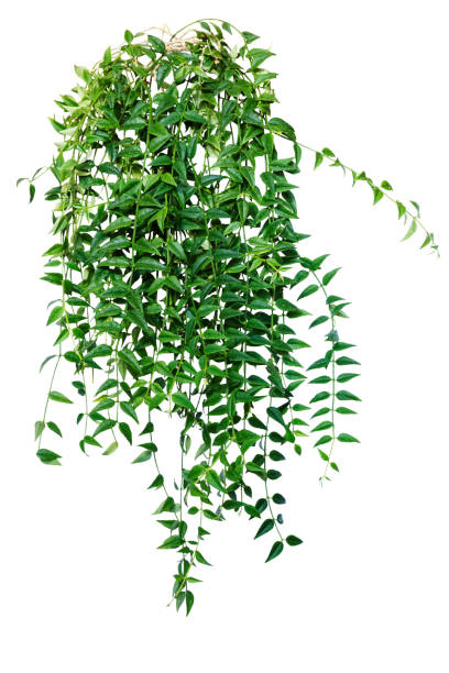 hera, videira, planta de rastejamento. houseplant para o repouso e o escritório isolados no fundo branco - ivy vine isolated leaf - fotografias e filmes do acervo