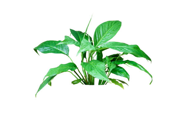 istock indoor flower Spathiphyllum isolated on white background 1159474722