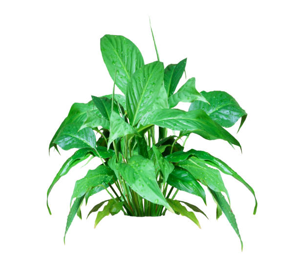 istock Spathiphyllum. lush home plant isolated on white background 1159474754