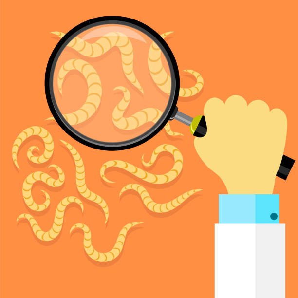 Ilustración de Ascarid Helminth Pinworm Threadworm Conjunto De Parásitos Sobre Fondo Naranja y más Vectores Libres de Derechos de Gusano - iStock Ilustración de Ascarid Helminth Pinworm Threadworm Conjunto De Parásitos Sobre Fondo Naranja y más Vectores Libres de Derechos de Gusano - iStock
