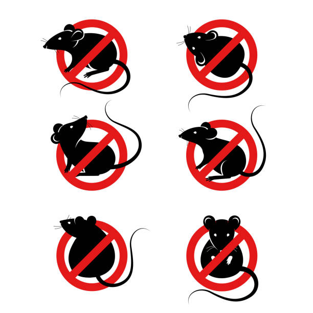 set von anti-pest-zeichen mit ratten - infestation stock-grafiken, -clipart, -cartoons und -symbole