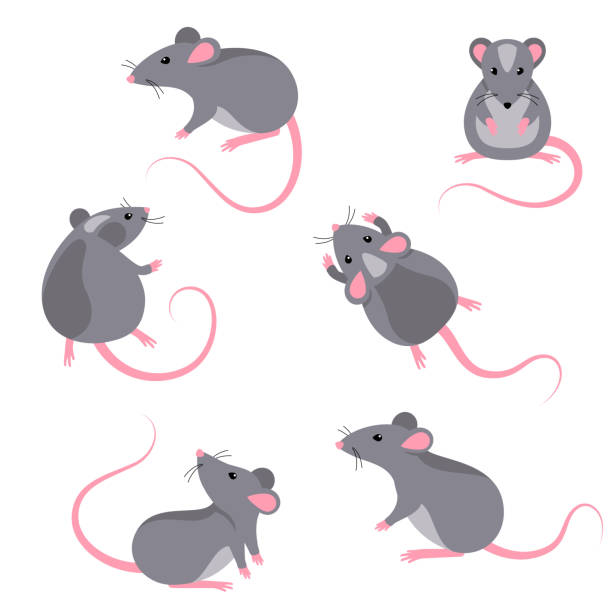 illustrations, cliparts, dessins animés et icônes de ensemble de rats caractères - souris animal