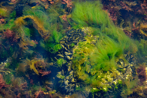 Colony of mussels in the colorful algae and water plants in the shallow water