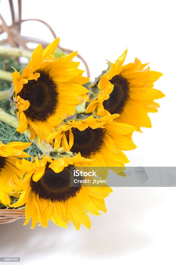 Sunflowers in a Basket A basket with sunflowers. Basket Stock Photo
