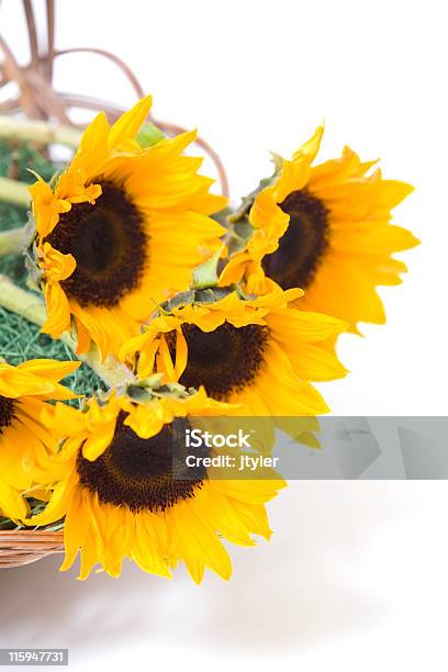 Sunflowers In A Basket Stock Photo - Download Image Now - Basket, Color Image, Cut Out