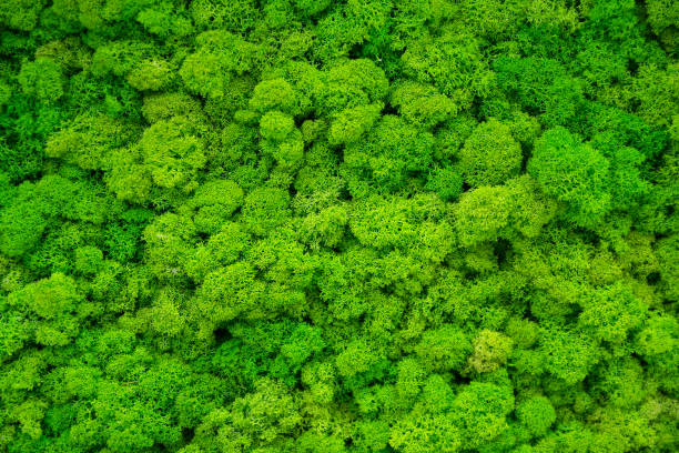 istock Artificial green moss wall for garden decor. Backgrounds and Textures 1159477974