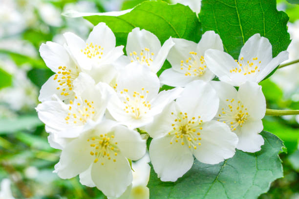 istock White jasmine bush blossoming in summer day 1159479610