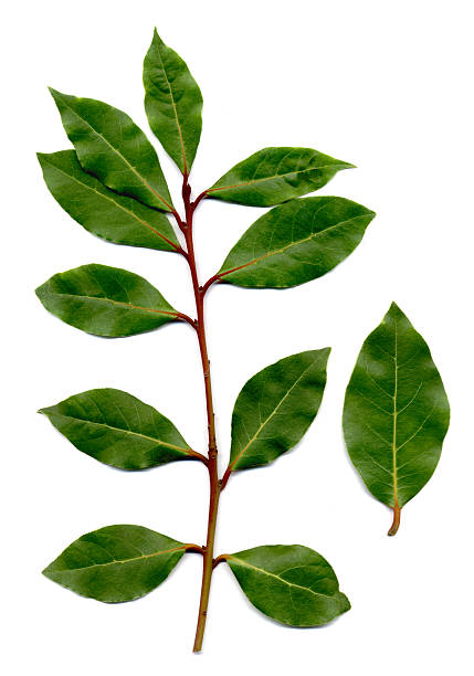 Bay leaves, 