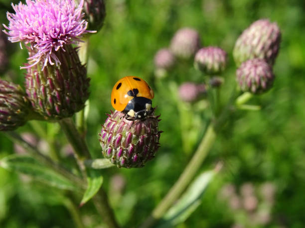 istock A red orange Ladybird bug,  Coccinella magnifica,  on a wild violet flower Creeping Thistle under the warm sunlight 1159480312