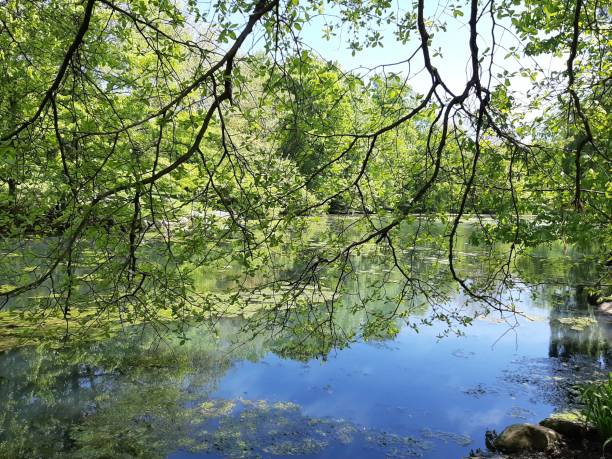 istock Branches over the lake in Central Park 1159480501