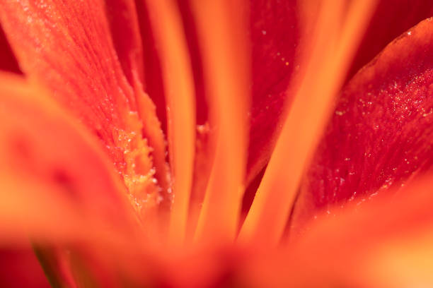 Stamen of red lily