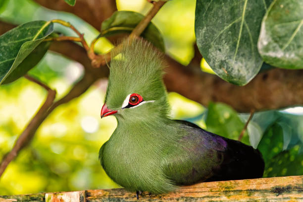 istock Bird sitting on wooden perch 1159483179