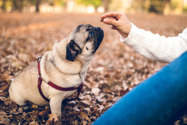 istock Great job! Here is the reward 1159483214