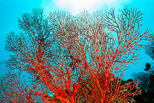 This Red Gorgonian Coral Beauty, a Knotted Fan Coral Melithaea ochracea lives at a good place with remarkable current, a good position to get enough food! The species occurs in the tropical Indo-West Pacific in a depth range from 3-18m. South-East of Misool Island, Indonesia, 2°12'37\