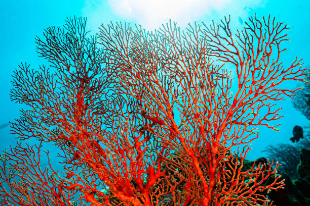 Knotted Fan Coral Melithaea ochracea, Back Light, Misool, Indonesia stock photo