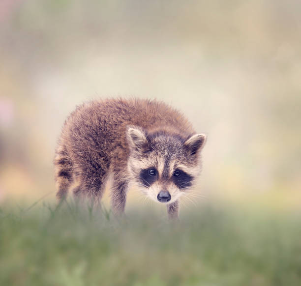 istock Baby raccoon walking in the grass 1159484203