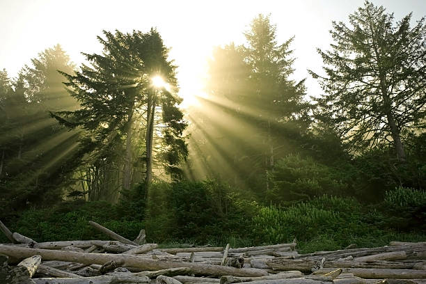 Sun shines through green branches and falls on dead logs stock photo