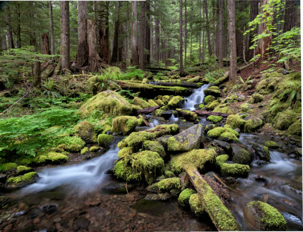 ruscello nella foresta pluviale vicino al fiume sol duc, olympic naational park - olympic peninsula foto e immagini stock