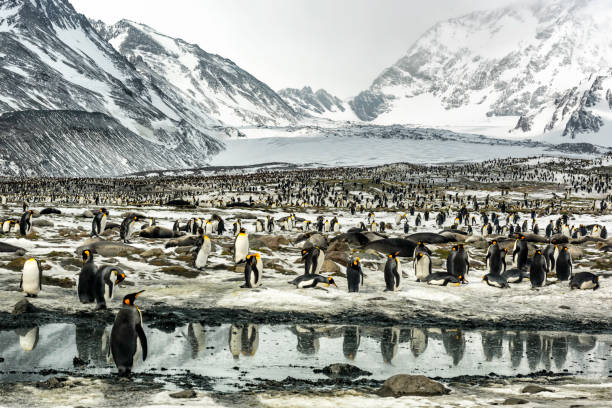 킹 펭귄 스 앳 세인트 앤드류스 베이 인 사우스 조지아 아일랜드 - penguin colony nobody horizontal 뉴스 사진 이미지