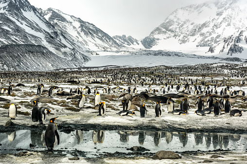 Thousands of king penguins reflected in waters on South Georgia Island