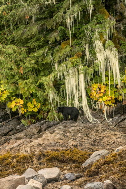 ours noir (ursus americanus) sous la barbe du vieil homme ou la barbe de methuselah accrochant des lichens - flathead national forest photos et images de collection