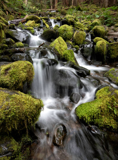 Stream flowing beneath Sitka spruce and Douglas fir trees covered with moss and ferns