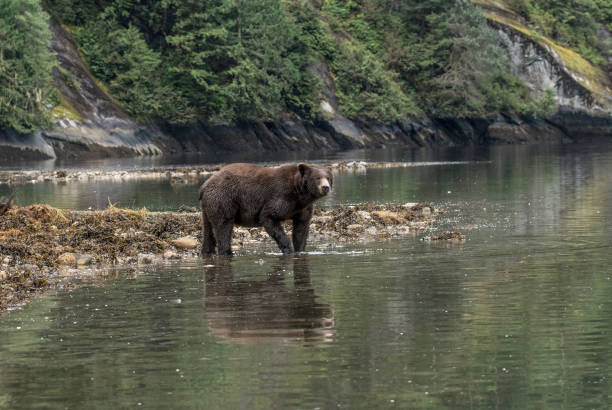 urso de grizzley na floresta húmida - flathead national forest - fotografias e filmes do acervo