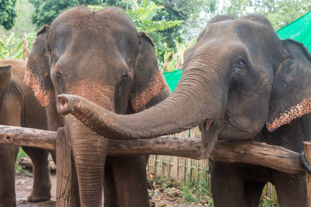 istock Happy Asian Elephants in Thailand 1159487282
