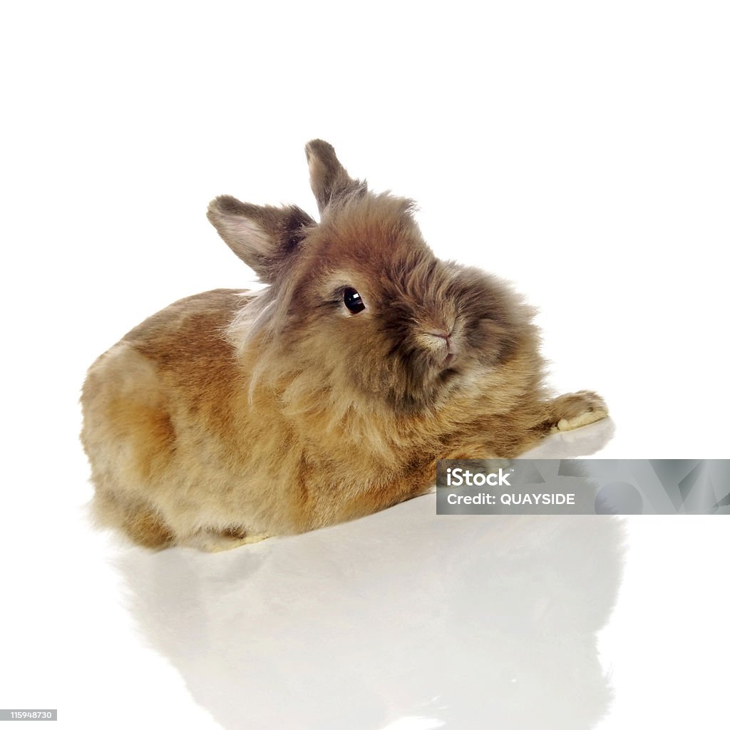 lionhead Coelho - Foto de stock de Amor royalty-free