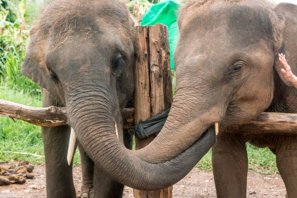 istock Happy Asian Elephants in Thailand 1159487355