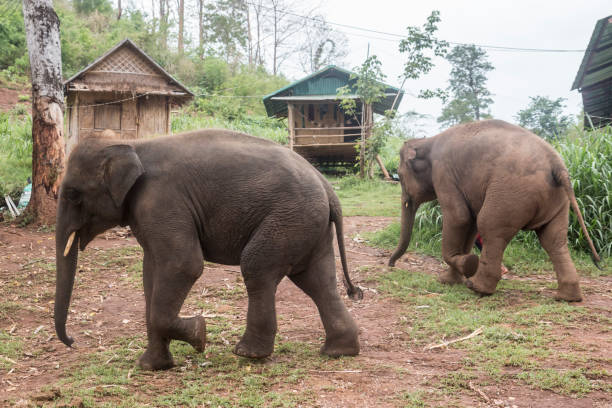 istock Happy Asian Elephants in Thailand 1159487357