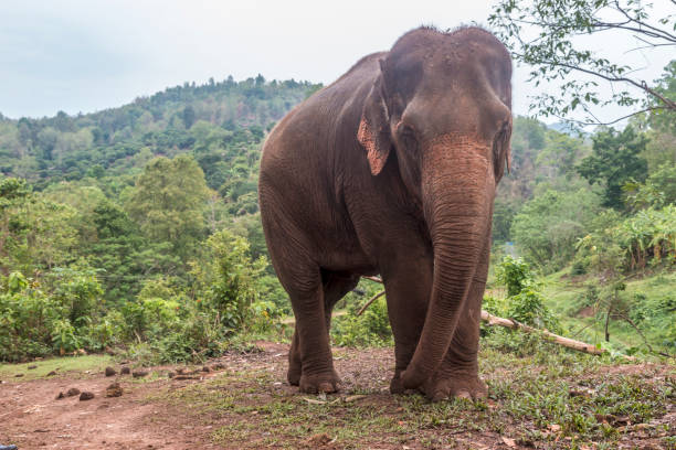istock Asian Elephant, Ethically Cared for in Thailand 1159487383
