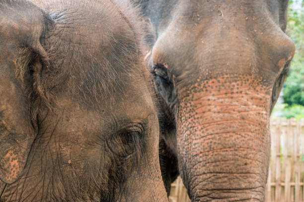 istock Happy Asian Elephants in Thailand 1159487389