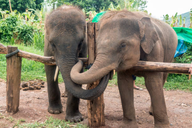 istock Happy Asian Elephants in Thailand 1159487392