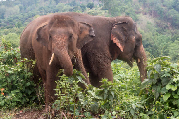istock Happy Asian Elephants in Thailand 1159487446