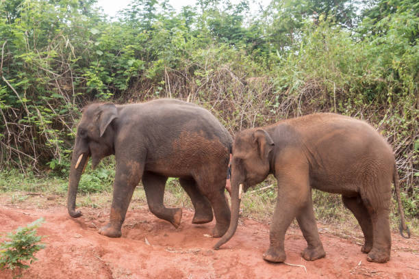 istock Happy Asian Elephants in Thailand 1159487492