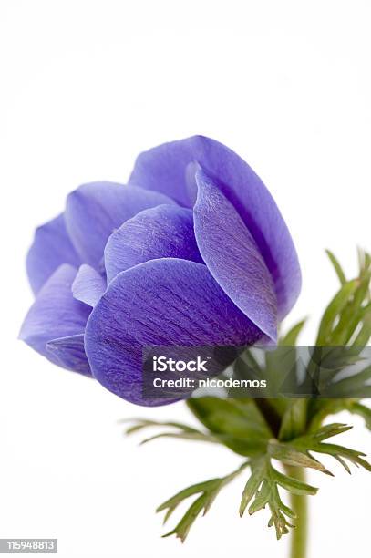 블루 가시양귀비 0명에 대한 스톡 사진 및 기타 이미지 - 0명, 꽃 한송이, 꽃-꽃의 구조