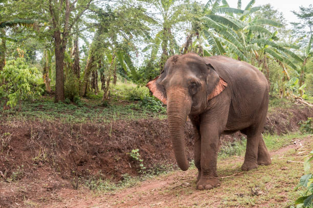 istock Asian Elephant, Ethically Cared for in Thailand 1159488756