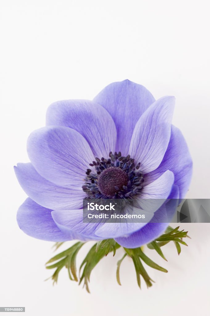 Amapola azul - Foto de stock de Flor libre de derechos