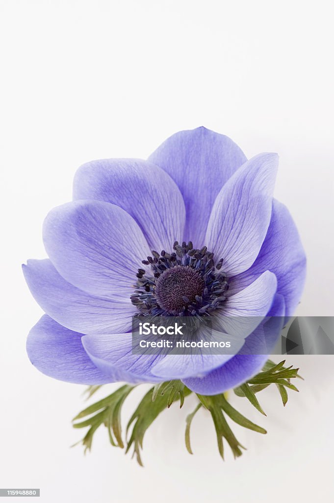 Blue Poppy Similar images: Flower Stock Photo