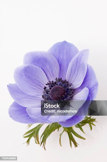 Blue Poppy Stock Photo - Download Image Now - Flower, Cut Out, Lavender Color