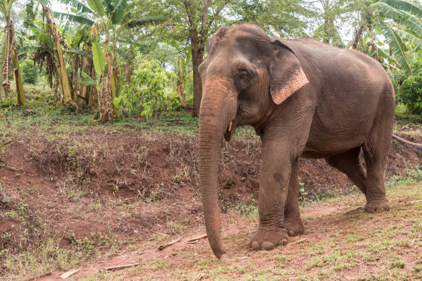 istock Asian Elephant, Ethically Cared for in Thailand 1159488850